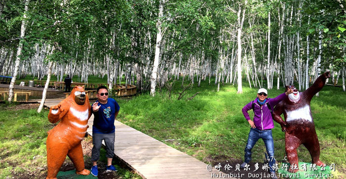 呼倫貝爾白樺林景區風光